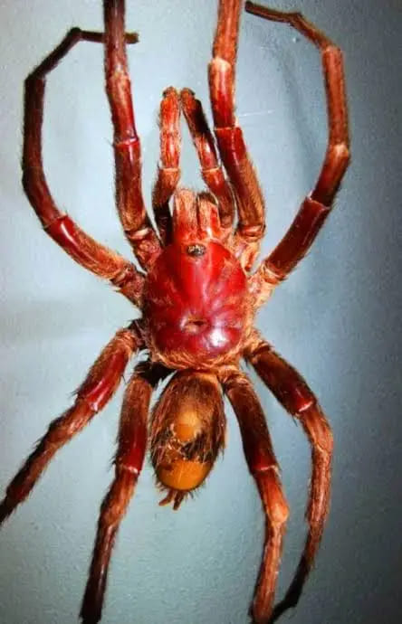 araña Bumba lennoni tarántula nombrada en honor a John Lennon